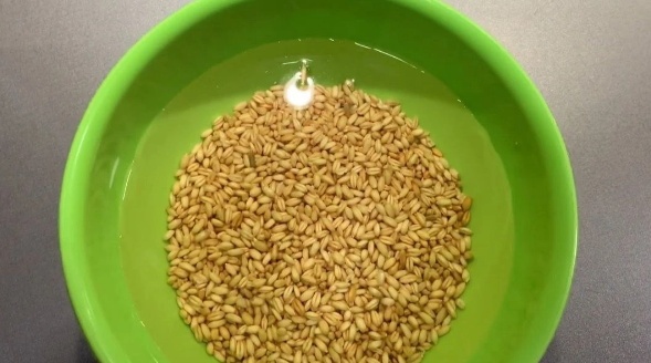 جوانه زنی سبزه گندم