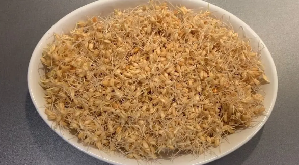 رشد سبزه گندم